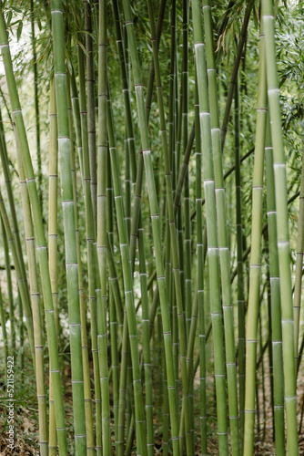 Bamboo grove of bright green hue