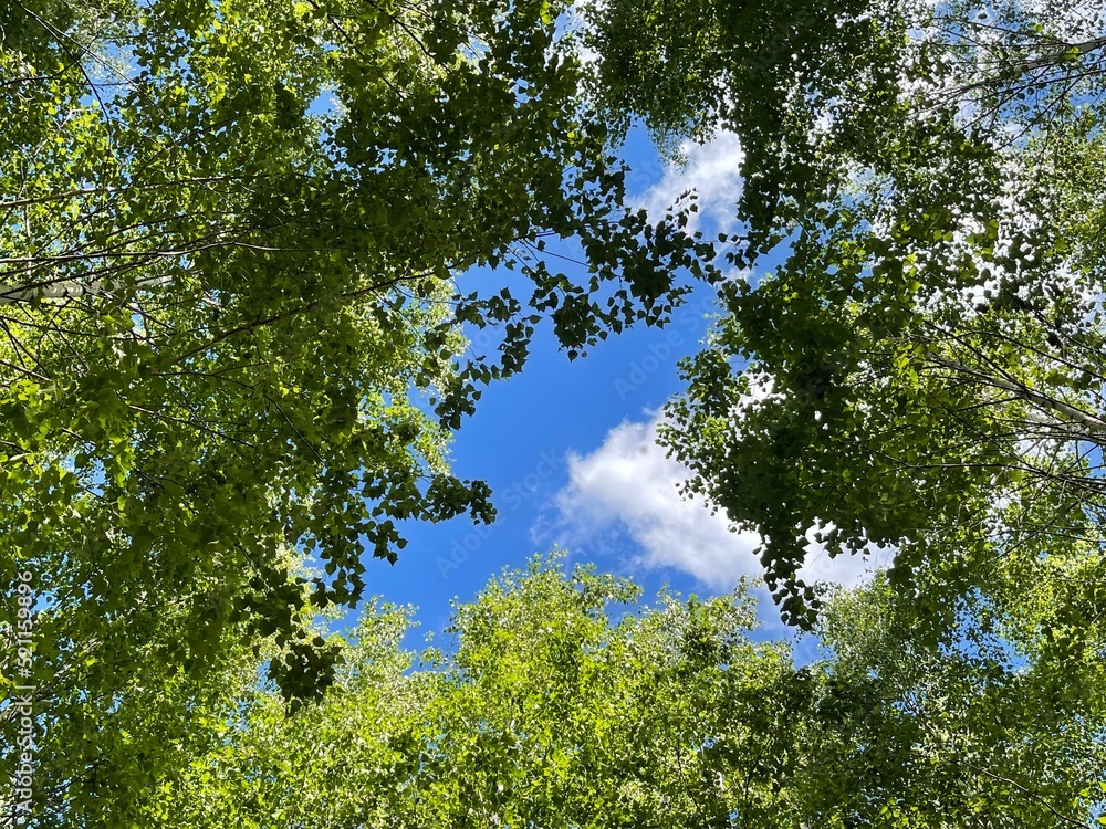 Fototapeta premium Sky through the trees