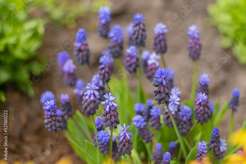 Muscari - purple flowers in a flower bed in the garden. Blue buds close up. Spring and summer flower. Grape hyacinth. Floral colorful background. Blooming