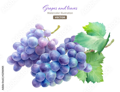 葉付きの2つの紫葡萄。水彩イラスト。巨峰。（ベクター。葉と果実のレイアウト変更可能）
