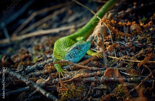 european green lizard (Lacerta viridis) in natural habitat