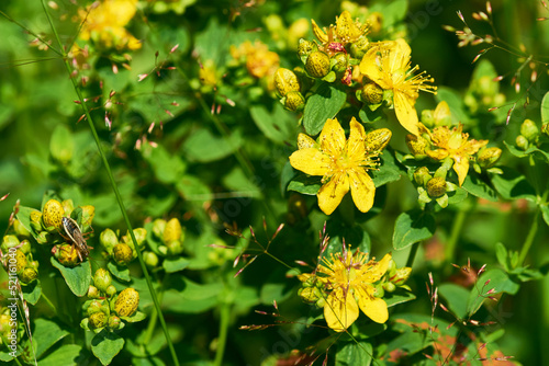 Tableau sur toile Echtes Johanniskraut (Hypericum perforatum)