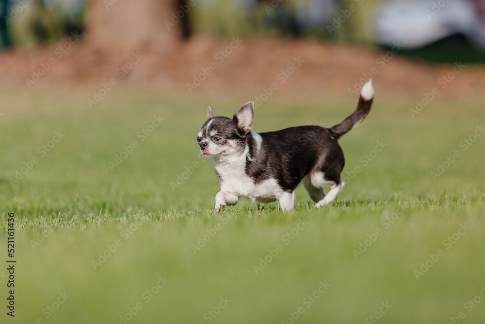 Cute chihuahua dog on green grass
