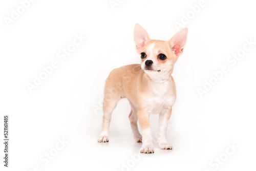 Chihuahua puppy isolated on white background © OlgaOvcharenko