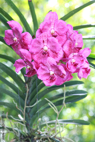 Photos purple vanda orchid in garden