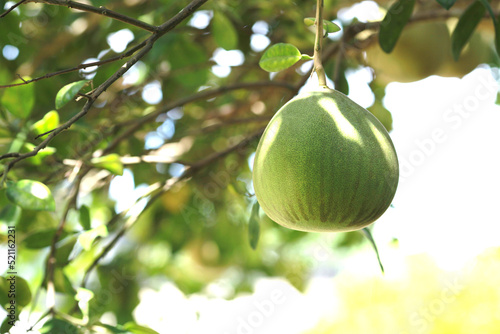 green pomelo in rainseason photo