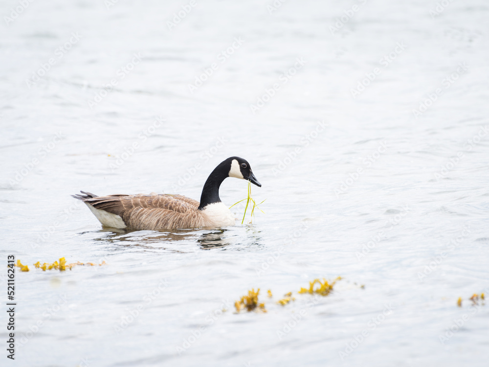 Fototapeta premium Canadian goose eating sea grass at baltic sea