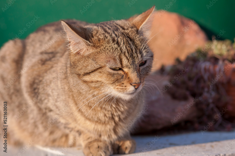 Obraz premium Hauskatze (Felis silvestris catus)