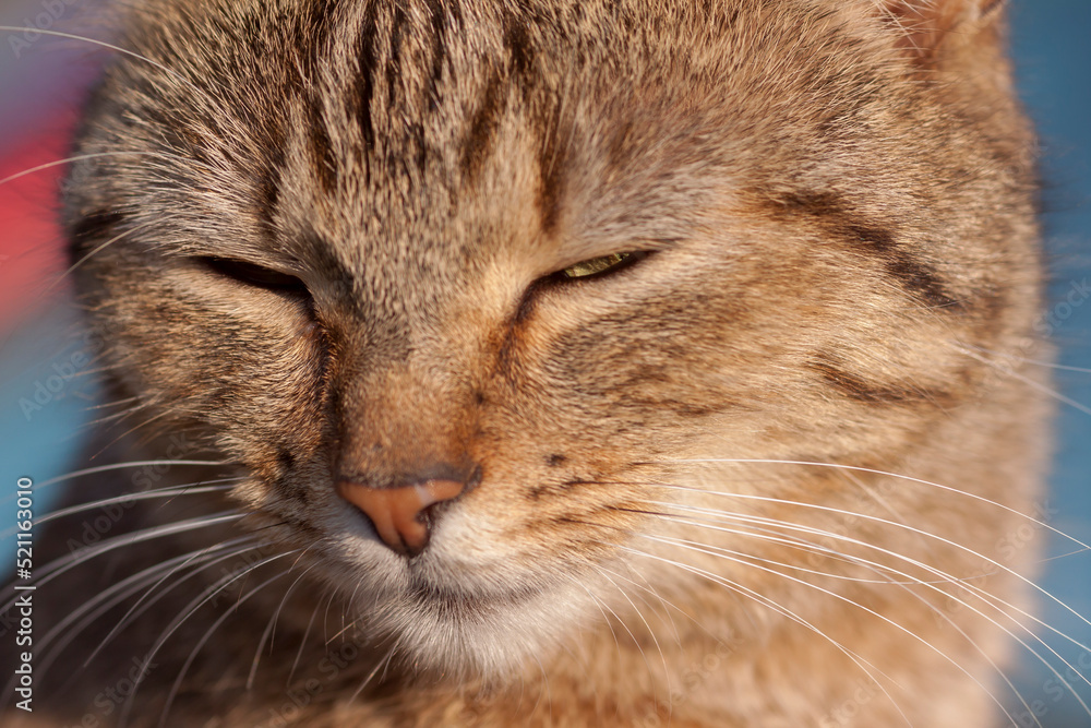 Hauskatze (Felis silvestris catus) Hauskatze (Felis silvestris catus)