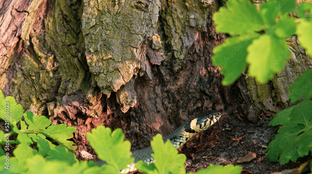 Naklejka premium Snake crawling in the grass