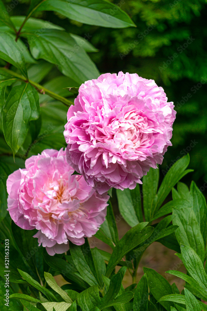 Beautiful double pink peony flowers in the garden.