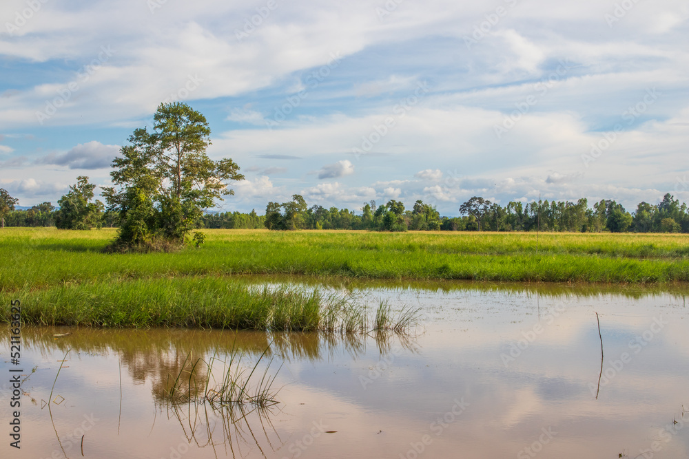 a beautiful landscape with rice fields and trees somewhere in Isaan in the east of Thailand Asia 