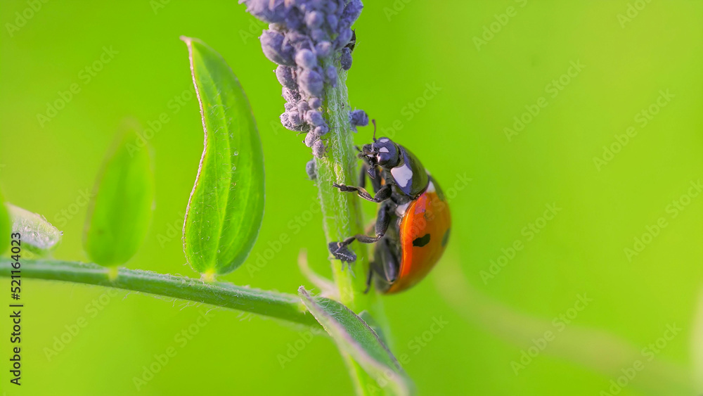 This is a photo of a ladybug on a green leaf stalk This is a photo of a ladybug on a green leaf stalk