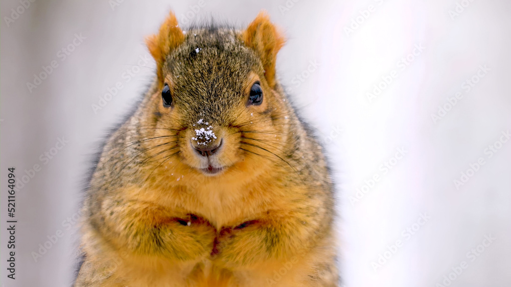 This photo shows a fox squirrel in the wild with snow. This photo shows a fox squirrel in the wild with snow.