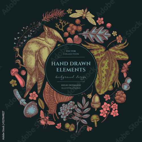 Mysterious forest circle design. Hand drawn waxwing, snail, pool frog, spruce branch, pine cones, insect, porcini, red currant, oak, rowan, forget me not flower, clover, shepherd s purse.
