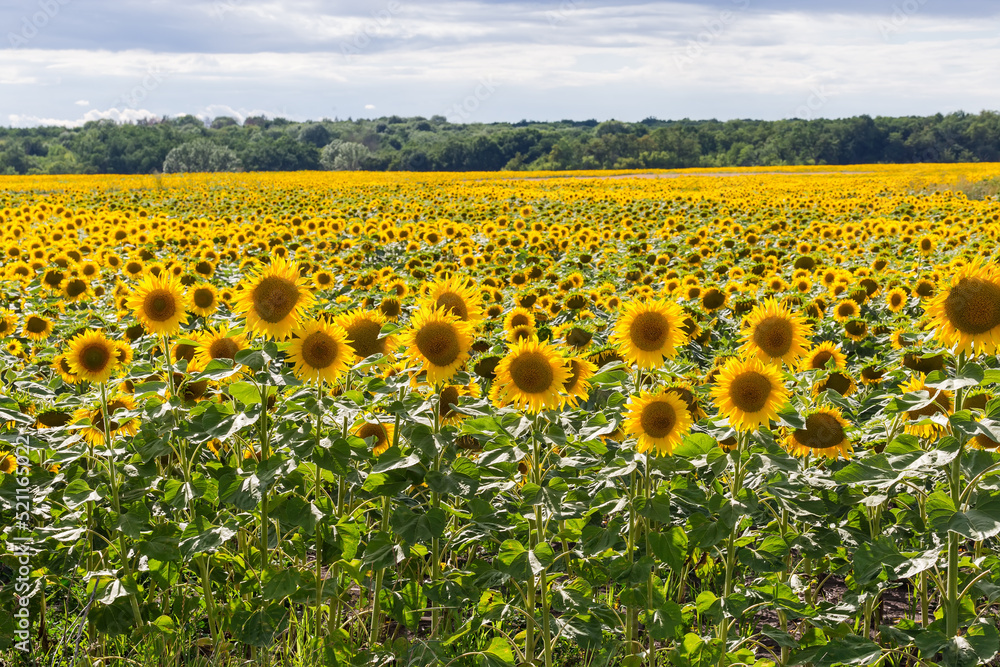 Naklejka premium Sunflowers field edge against the cloudy sky and distant forest