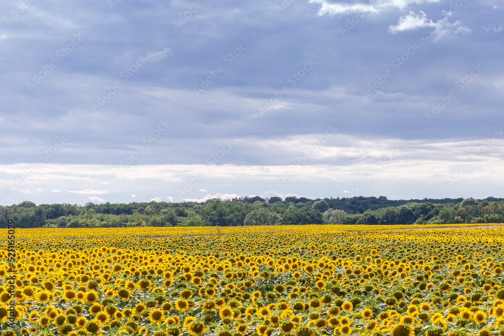 Sunflowers field against the cloudy sky and distant forest