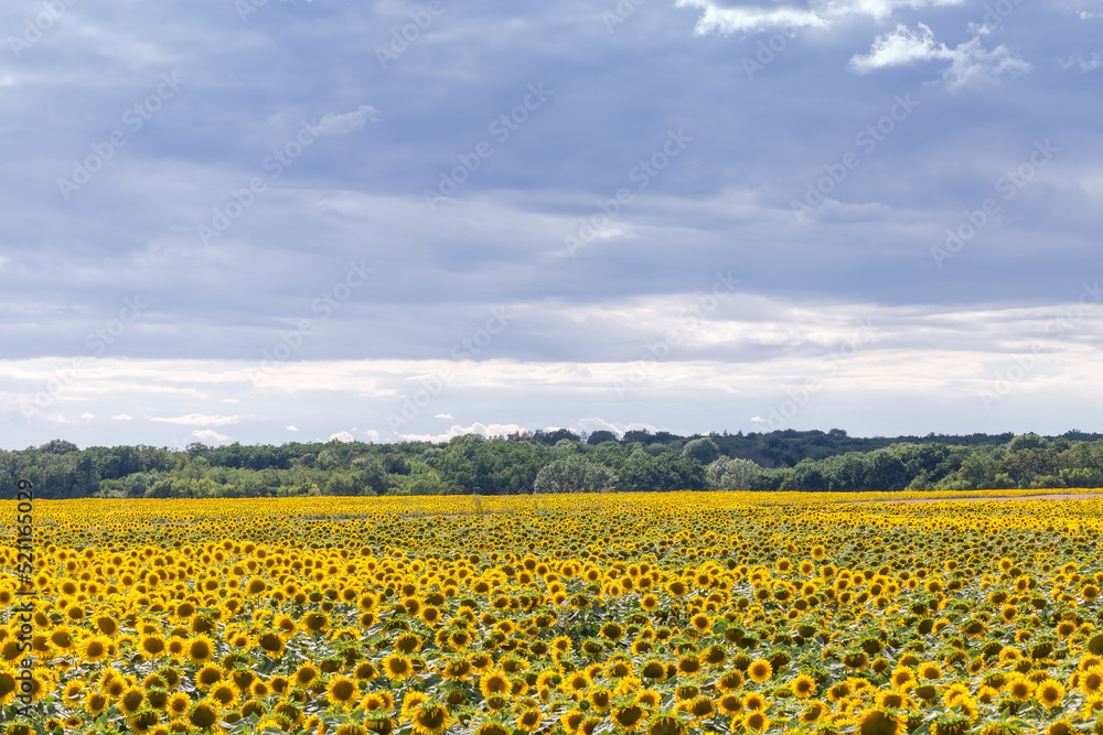 Fototapeta premium Sunflowers field against the cloudy sky and distant forest