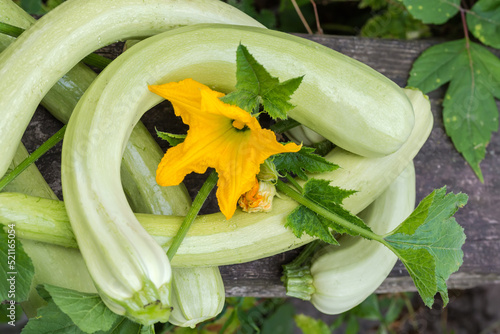 Εκτύπωση καμβά Freshly harvested long vegetable marrows with leaves and flower