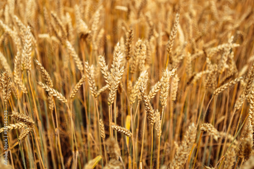 Close up wheat field. Gold yellow wheat cereal waving trembling in the wind, grain harvest ripens in the sunny summer. Spikelets shaking sway outside. Agriculture industry business concept
Close up wheat field. Gold yellow wheat cereal waving trembling in the wind, grain harvest ripens in the sunny summer. Spikelets shaking sway outside. Agriculture industry business concept