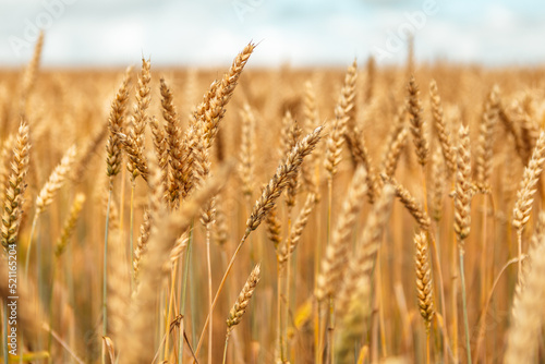Close up wheat field. Gold yellow wheat cereal waving trembling in the wind  grain harvest ripens in the sunny summer. Spikelets shaking sway outside. Agriculture industry business concept 
