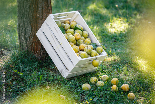 Harvested ripe greengage in garden. Green plums in wooden crate photo