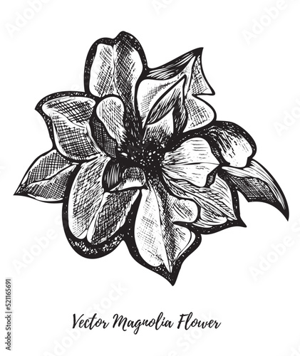 Vector line art magnolia flower hand-drawn with ink. Isolated on a white background