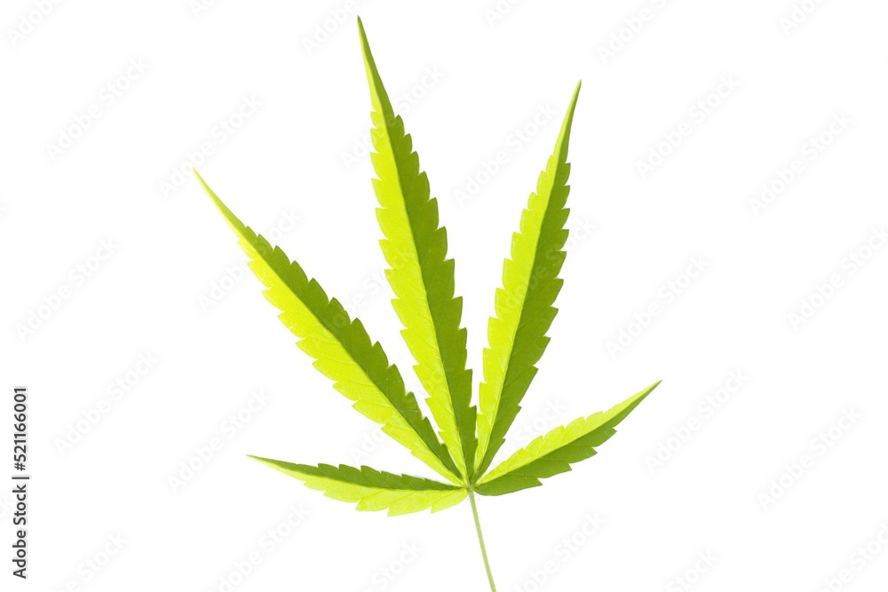 cannabis leaf isolated on white cannabis leaf isolated on white