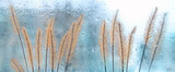 dry fluffy grass against glass window in rainy day. texture of raindrops on wet window blurred abstract background. minimal style. aesthetic harmony fall season concept. melancholic nature image