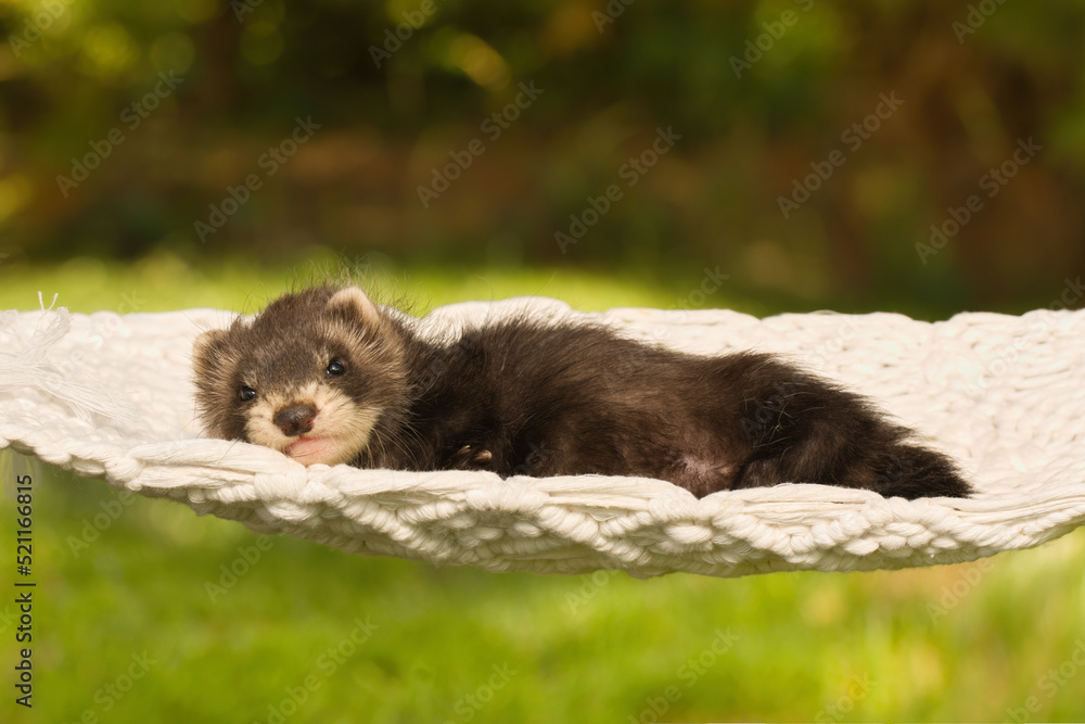 Ferret baby posing for portrait in handmade hammock outdoor Ferret baby posing for portrait in handmade hammock outdoor