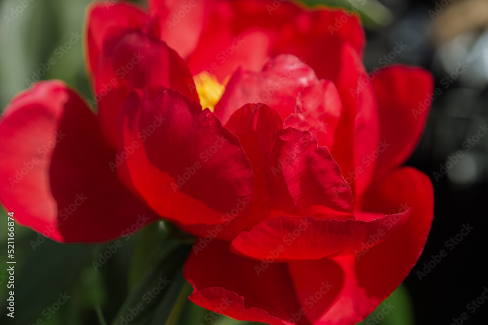 bright juicy flowers. desktop wallpaper with flowers. floral background. beautiful garden with flowers. Unusual red peonies. delicate red peony close-up. macro photography. muted tones bright juicy flowers. desktop wallpaper with flowers. floral background. beautiful garden with flowers. Unusual red peonies. delicate red peony close-up. macro photography. muted tones