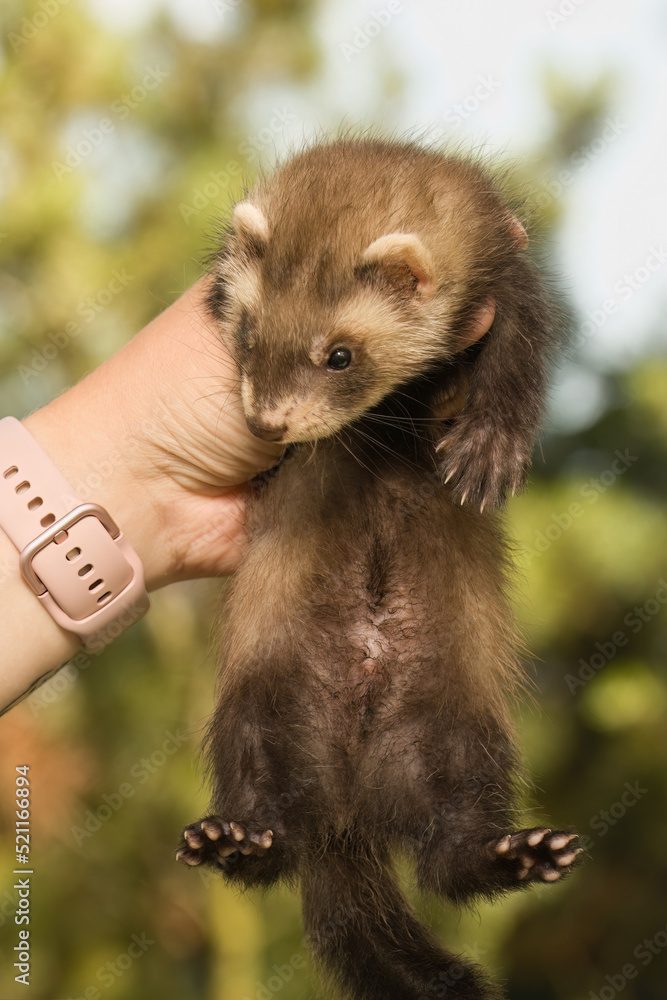 Fototapeta premium Ferret baby posing for portrait in breeder's hands