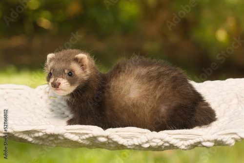 Ferret baby posing for portrait in handmade hammock outdoor