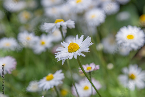 floral wallpaper. background with flowers macro photography  close-up of plants. white daisies. field with daisies