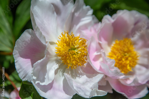 floral wallpaper. background with flowers macro photography  close-up of plants. a woody peony. unusual large white peonies