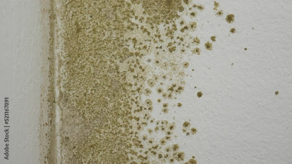 A moving shot from the bottom up showing fungus issues in a room A moving shot from the bottom up showing fungus issues in a room