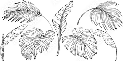 Tropical leaves. Hand drawn vector illustration isolated on white. Eps 10
