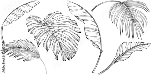 Tropical leaves. Hand drawn vector illustration isolated on white. Eps 10