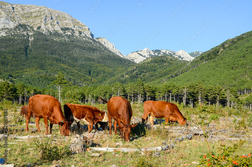 Cows grazing in the mountains. A herd of young brown cattle in the pasture eating fresh grass near ranch. Cows, bulls and calves.  