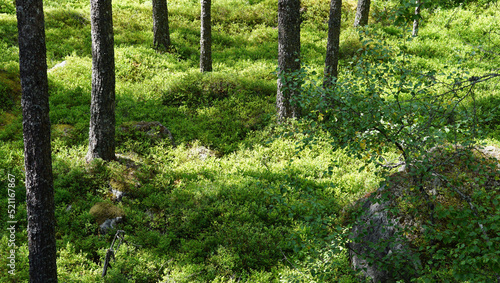 Fototapeta Naklejka Na Ścianę i Meble -  Beautiful wild green forrest moss in Norway nature during summer time where sunlight hit the ground reflex trees shadows 