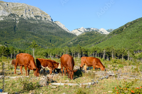 Cows grazing in the mountains. A herd of young brown cattle in the pasture eating fresh grass near ranch. Cows  bulls and calves.  