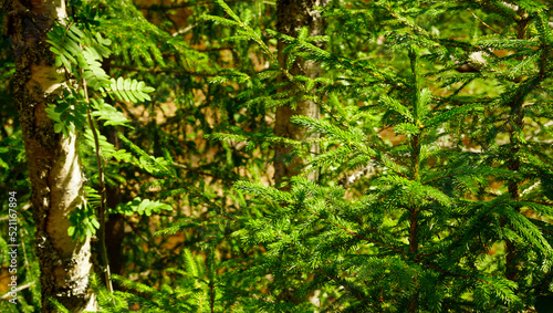 Small green of the nordmann fir trees in Norway outdoor nature reflex by warm sunlight and make a scenery scene  