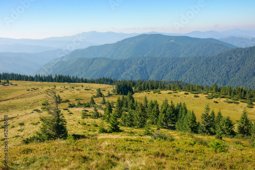 carpathian mountain landscape in summer. coniferous forest on the grassy hillside. hills and meadows in morning light. tourism and vacation season