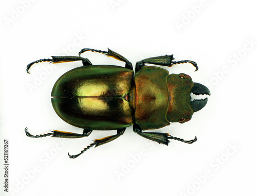 Fotografia Beetle isolated on white
