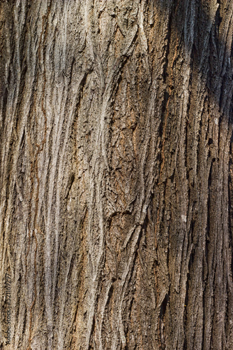 Bark texture background.Close up ,Texture of bark background,tree texture,wood background