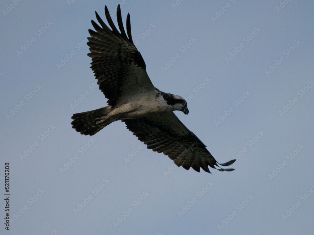 Obraz premium osprey in flight