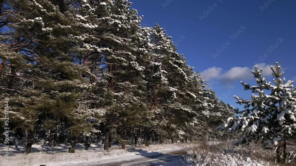 Frosty sunny winter landscape in snowy pine forest, falling snow between pine trees. Frosty sunny winter landscape in snowy pine forest, falling snow between pine trees.