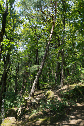 Many green trees in the summer forest