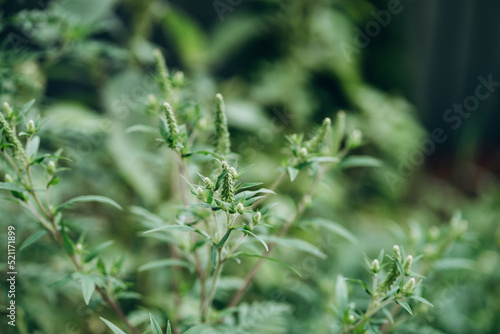 Ambrosia extremely negative impact human health and agriculture. Selective focus