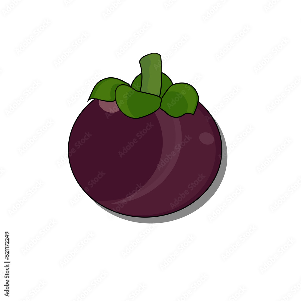illustration of an magosteen illustration of an magosteen